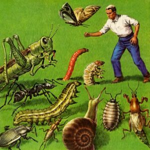 Water Bugs: A Story of Absolution Image